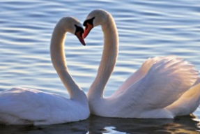 天鹅娱乐资讯吃瓜视频,揭秘吃瓜视频背后的热点事件