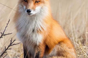 娱乐吃瓜丫狐狸,吃瓜丫狐狸带你探秘娱乐八卦世界