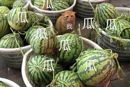 娱乐吃瓜头像图片,揭秘明星幕后故事