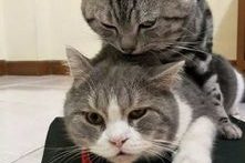 娱乐吃瓜猫捉鸟是真的吗,网红猫咪捉鸟事件，是恶作剧还是悲剧重演？