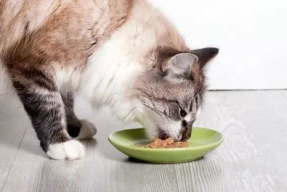 娱乐吃瓜猫咪视频大全,猫咪吃瓜视频大盘点