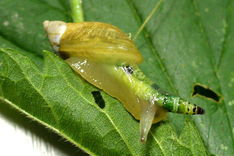 吃瓜娱乐社寄生虫,深度解析寄生虫背后的社会现象与人性探讨