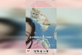 娱乐猫吃瓜记,揭秘娱乐圈幕后风云