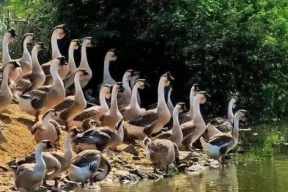 八鹅吃瓜菌会火不空娱乐,娱乐界的奇妙现象解析