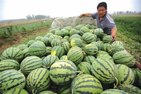 娱乐吃瓜居民,娱乐八卦背后的社会现象与文化解读