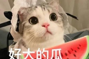 娱乐吃瓜小猫咪小说免费阅读,揭秘娱乐圈幕后风云