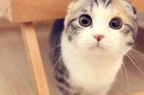 娱乐吃瓜七七折耳猫,网络红猫背后的故事与争议