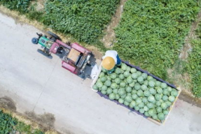 嘉禾望岗娱乐吃瓜地,揭秘网红聚集地的幕后故事