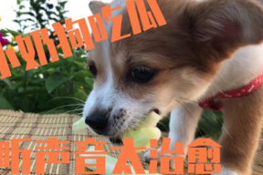 娱乐吃瓜菌小狗视频大全,小狗视频大全趣味盘点